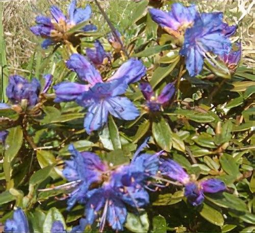 Rhododendron 'Night Sky' - Shoot
