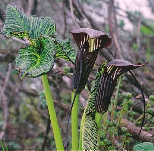 Arisaema elephas - Shoot