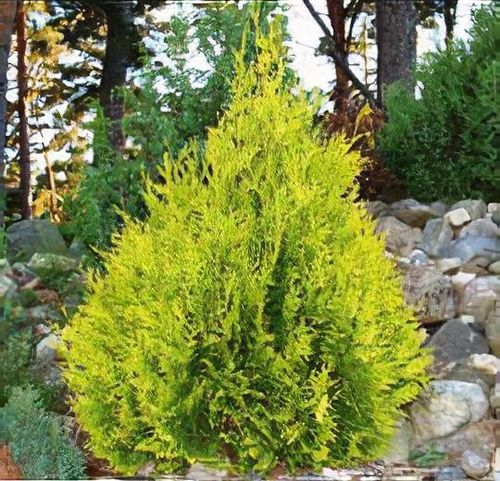 Thuja occidentalis 'Sunkist' - Shoot
