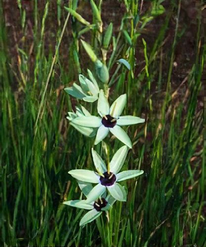 plant_ixia_viridiflora_1_92.jpg