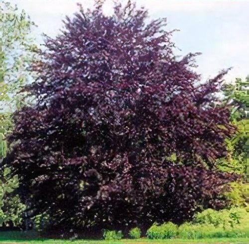 Fagus sylvatica Atropurpurea Group - Shoot