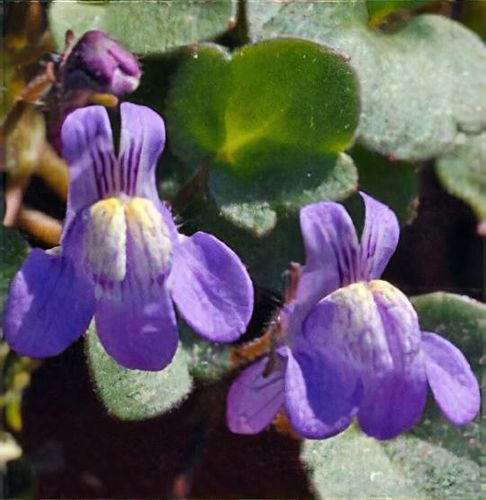 plant_cymbalaria_pallida_1_28.jpg