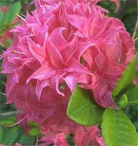Rhododendron 'Homebush' - Shoot
