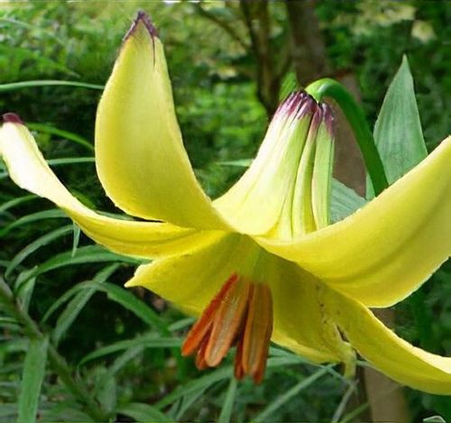 plant_lilium_monadelphum_1_71.jpg