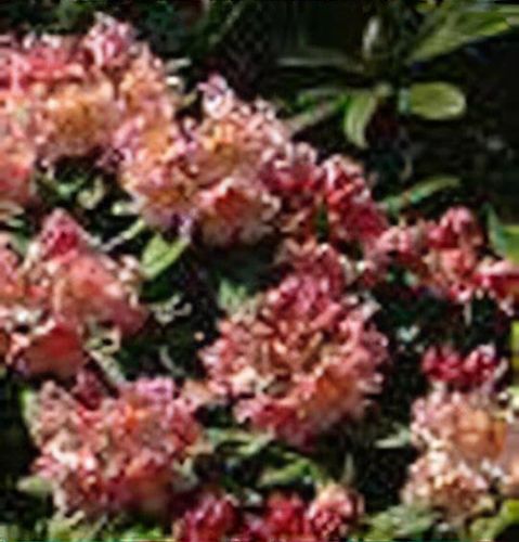 Rhododendron 'Tortoiseshell Orange' - Shoot