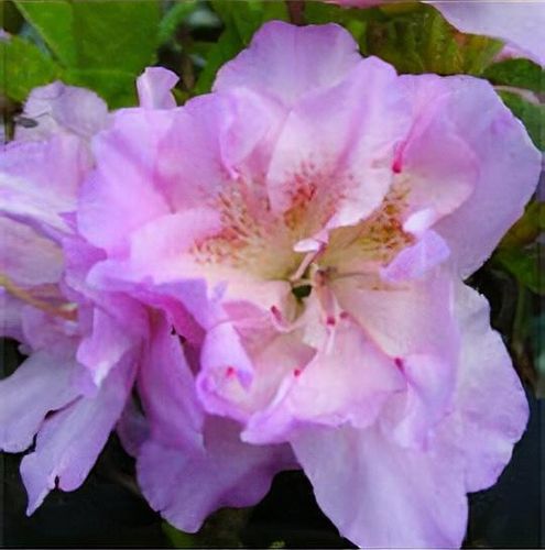 Rhododendron 'Elsie Lee' - Shoot