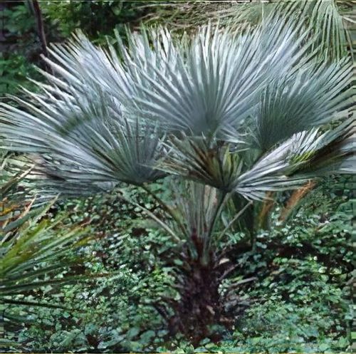 thumbnail interactive-video image 1 of Brahea Armata (Blue Hesper Palm) Seeds - Very Cold Hardy, Exotic Blue-Grey Foliage 1 of 6