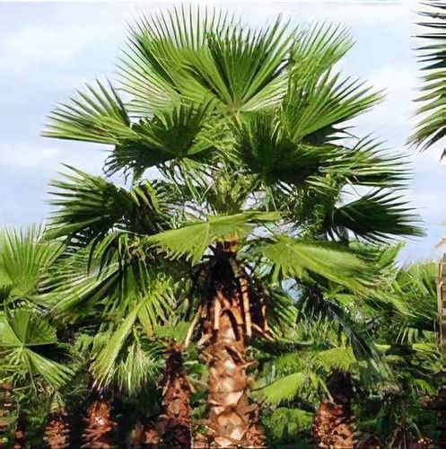 Washingtonia robusta - Shoot