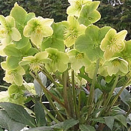 plant_helleborus_x_nigercors__