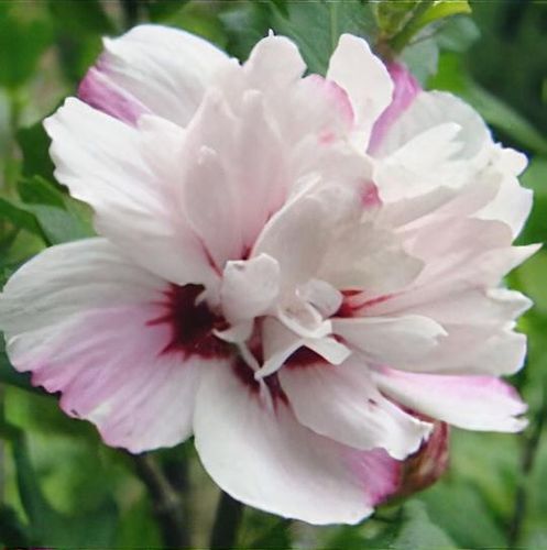 plant_hibiscus_syriacus___lady