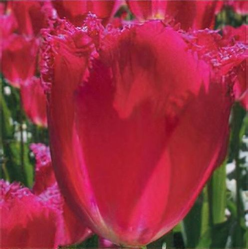 ooo112 　marihoja Abaca Lace Tulip Tulipa 'Burgundy Lace' - Shoot