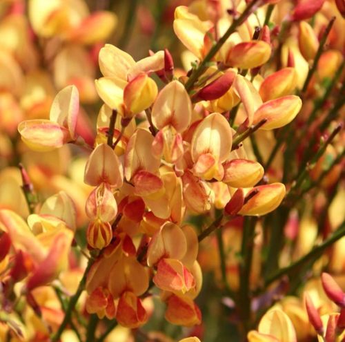 Cytisus x boskoopii 'Apricot Gem' - Shoot