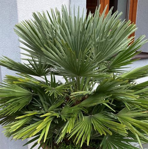 Chamaerops humilis 'Compacta' - Shoot