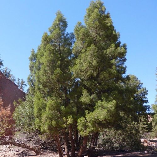 thuja steinbeet Thuja 'Tater Tot'