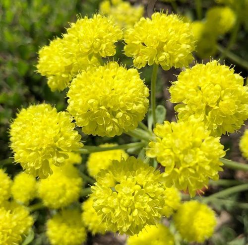 Eriogonum umbellatum 'Kannah Creek' - Shoot