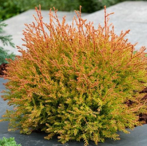planting wisteria seeds White Wisteria Seeds - 5 Rare Seeds for Planting main image 1