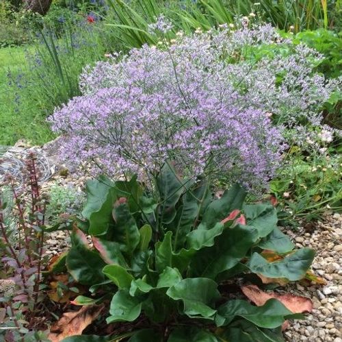 Limonium platyphyllum - Shoot