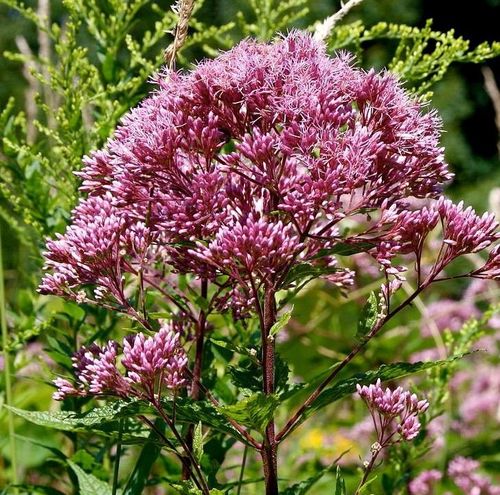Eupatorium Purpureum Euphoria Ruby