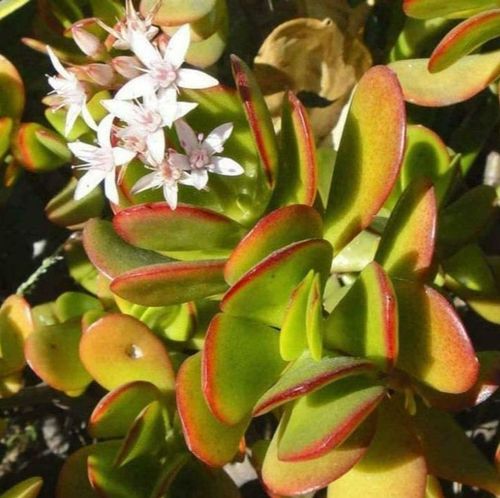 Crassula ovata 'Hummel's Sunset' - Shoot