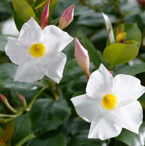 Mandevilla 'Sundaville Cosmos White' (Sundaville Series) - Shoot