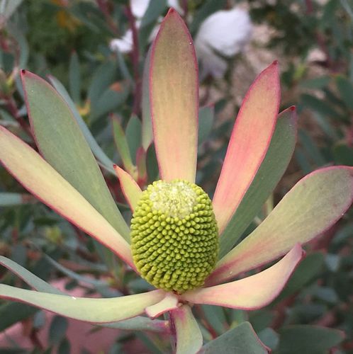 Leucadendron 'Hawaii Magic' (Royal Hawaiian Series) - Shoot