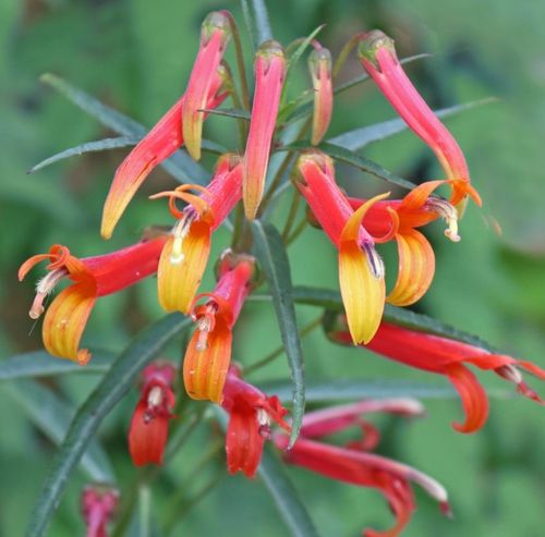 Lobelia laxiflora var. angustifolia - Shoot
