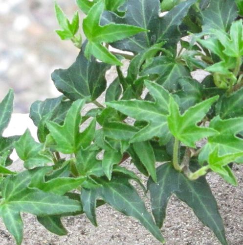 Hedera helix 'Anita' - Shoot
