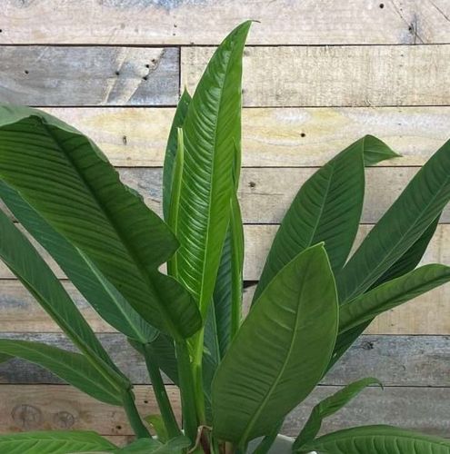Philodendron campii - Shoot