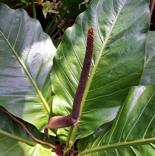 pflanze anthurium Anthurium veitchii  King Anthurium Raritt kaufen