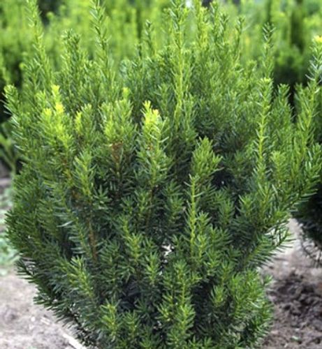 thuja brabant kaufen hamburg Thuja Brabant kaufen – schnellwachsende Hecke