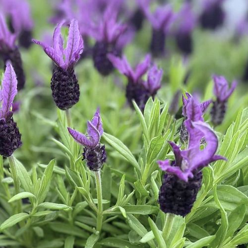 phenomenal lavender plants Sensational! Lavender, Lavandula