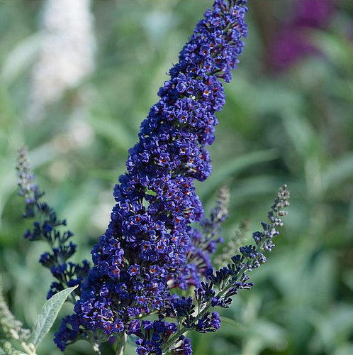 Buddleja davidii 'Buzz Indigo' (Buzz Series) - Shoot