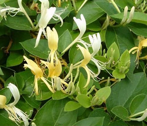Lonicera japonica 'Halls Prolific' - Shoot