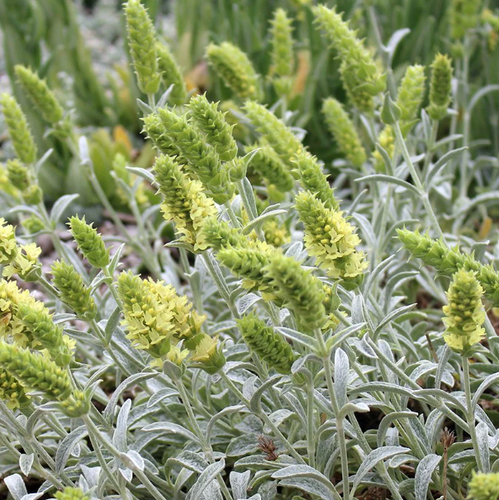 Sideritis scardica - Shoot