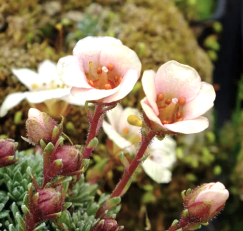 Saxifraga 'Penelope' (x boydilacina) - Shoot