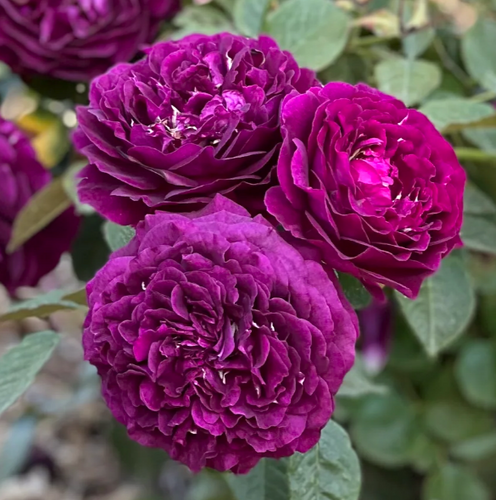 アステルアンドケルン 64GB Limited Twilight Rose Rosa 'Twilight Zone' - Shoot