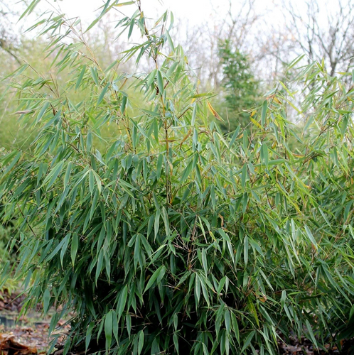 Fargesia robusta 'Formidable' - Shoot